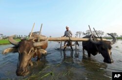 A farmer plows a paddy field to plant rice seedlings in Naypyitaw, Myanmar, March 2, 2018. Myanmar celebrates Peasants' Day annually on March 2 to show the country's appreciation to its laborers.