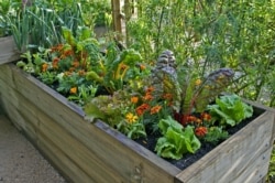 A raised bed of vegetables and flowers in a urban garden