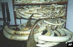 Ivory and rhino horns confiscated in South Africa from alleged poachers. To the left are high-caliber rifles also seized from alleged criminals targeting rhinos and elephants
