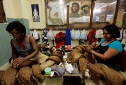 Para wanita menyortir daun tembakau di pabrik cerutu H. Upmann di Kuba. (Foto: REUTERS/Desmond Boylan)