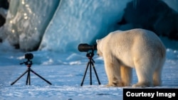 Highly Commended: 'PhotograBear' - Roie Galitz - Svalbard, Norway. (Comedy Wildlife Photography Awards)