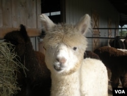 An alpaca at Sugarloaf Farm in Adamstown, Maryland. (J. Taboh/VOA)
