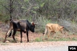FILE - Frail and starving cattle are seen in Chivi, Masvingo province, Zimbabwe. The country's vice-president, Emmerson Mnangagwa, says close to 20,000 farm animals have died due to severe drought conditions. (Photo - S. Mhofu/VOA)