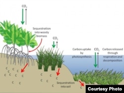 Illustration of how coastal wetlands serve as reservoirs for carbon. Credit: Howard et al., 2017