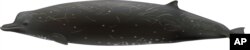 This undated illustration provided by National Oceanic and Atmospheric Administration Southwest Fisheries Science Center shows a species of beaked whale.