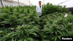 Ganja untuk keperluan medis legal di 30 negara bagian Amerika.