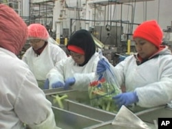 FILE - Burmese refugees work at a food service distributor in Maryland in this undated photo.