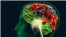 Brain food