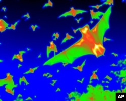 Among his bat tracking tools Boston University bat expert Thomas Kunz uses thermal imaging and weather radar.