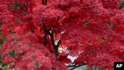 Thinking of a sentence as a tree and statements, questions and commands as branches can help you remember the differences.