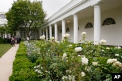 وائٹ ہاؤس کے روز گارڈن کے سفید گلاب اپنی بہار دکھا رہے ہیں۔