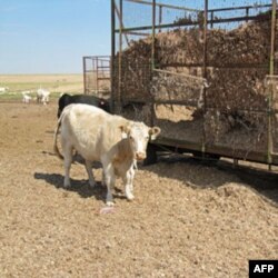 Texasda qurg'oqchilik, rancholar bo'shab qolgan
