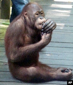 A young male orangutan