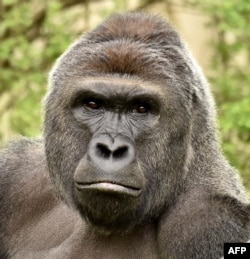 This undated photo obtained May 30, 2016, courtesy of the Cincinnati Zoo shows gorilla Harambe.