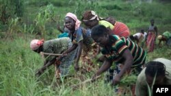 Les femmes de l'association Ndoye Ti Be, qui regroupe des chrétiens et des musulmans, des ex-combattants et des réfugiés et fait partie du cadre DDR (Désarmement, Démobilisation et Réinsertion), travaillent dans un domaine à Bambari, le 5 octobre 2017.