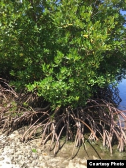 Mangroves excel at capturing and storing carbon.Credit: Stefanie Simpson