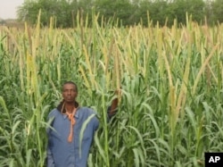 ICRISAT aims to improve yields of millet in northern Nigeria, where the grain is used for making a thick dough ("fura"), a popular drink ("fura da nunnu") and a custard-like food ("kwoko")