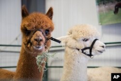 Alpaka – tuyalar oilasiga mansub yirik, juni qalin jonivor asosan Janubiy Amerikada yashaydi.