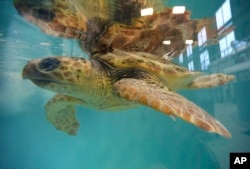 In this Thursday, Dec. 6, 2012 photo, a rescued loggerhead turtle swims under its reflection in a tank at the New England Aquarium's Animal Care Center in Quincy, Mass. (AP Photo/Elise Amendola)