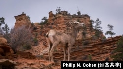 A bighorn desert sheep at Zion National Park