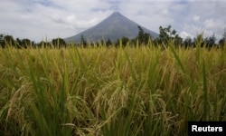 FILE - Rice stalks ready for harvesting are pictured in a field near the Mayon volcano in Daraga, Albay, in central Philippines, April 3, 2016.