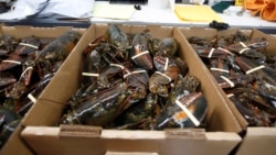 In this file photo, lobsters are packed for shipment at the Lobster Company in Kennebunkport, Maine, March 13, 2020. (AP Photo/Robert F. Bukaty, File)