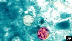 Kwayoyin Cuta A Cikin Ciki