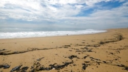 미국 캘리포니아주 앞바다 기름 유출 사고로 뉴포트비치 백사장에 유류 찌꺼기가 올라와 있다.