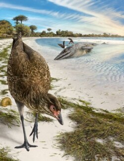 Artist's reconstruction of the world's oldest-known anatomically modern bird, Asteriornis maastrichtensis, in this handout photo released to Reuters on March 17, 2020.