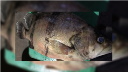 ត្រីខ្លា​ត្រូវបាន​ដាក់​លក់​នៅផ្សារ​ផែលើ​ ក្រុងក្រចេះ ខេត្តក្រចេះ ថ្ងៃទី​១៦ ខែកក្កដា​ ឆ្នាំ​២០២០។ (ហ៊ុល​ រស្មី/វីអូអេ)