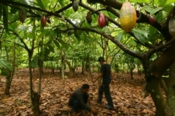 Petani memeriksa kebun kakao mereka di Makassar, Sulawesi Selatan, 25 Maret 2011. (Foto: REUTERS/Yusuf Ahmad)