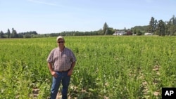 Grower Robert Purdy stands in his field of genetically engineered sugar beets near Salem, Oregon, June 6, 2014,