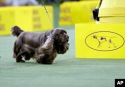Bean, a Sussex Spaniel, competes with the sporting group at the 143rd Westminster Kennel Club Dog Show Tuesday, Feb. 12, 2019, in New York. Bean won the sporting group. (AP Photo/Frank Franklin II)