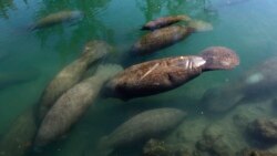 Sekelompok manatee berkumpul di sebuah kanal yang berada di dekat lokasi pembangkit listrik di Fort Lauderdale, Florida, pada 28 Desember 2010. Limbah dari pembangkit listrik tersebut membuat suhu perairan di Florida meningkat. (Foto: AP/Lynne Sladky)