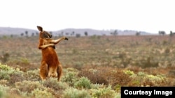 The Comedy Wildlife Photography Awards 2017, Andrey Giljov, Saint-Petersburg, Russian Federation. Kung fu training (Australian style). Funny Mammals from South America to Australia. (Comedy Wildlife Photo Awards)