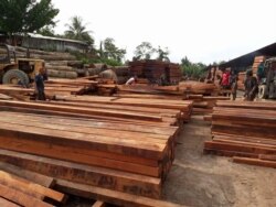 Kayu olahan jenis merbau di dalam gudang perusahaan kayu di Gresik. (Foto: Courtesy/PPLH Mangkubumi)