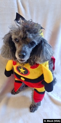 Pas maskiran u superheroja za proslavu Noći veštica.