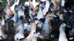 FILE- Ducks at a farm in La Bastide Clairence, southwestern France, Dec.7, 2016. To stem the spead of brid flu, the French government has ordered up to a million ducks culled.