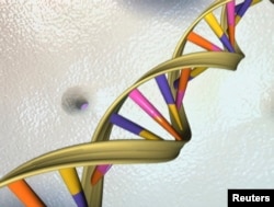 A DNA double helix strand is seen in an undated artist's picture released by the National Human Genome Research Institute to Reuters on May 15, 2012.