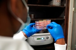 Researcher Dr. Ramachandran Prakasam holds stem cells used in the study of a rare form of autism linked to a genetic mutation in the MYT1L gene inside a Washington University lab in St. Louis. (AP Photo/Jeff Roberson)
