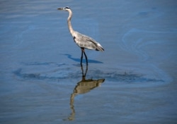 A bird walks through a small oil slick in the Talbert Channel after a major oil spill off the coast of California has come ashore in Huntington Beach, California, U.S. October 3, 2021. (REUTERS/Gene Blevins)