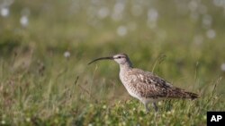 This June 30, 2016 photo provided by the U.S. Geological Survey shows a Bristle-thighed Curlew in Nome, Alaska. (Rachel M. Richardson/U.S. Geological Survey via AP)