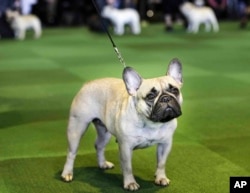 FILE - In this Feb. 16, 2015, file photo, a French bulldog competes at the Westminster Kennel Club show in New York. The French Bulldog is among the top ten popular breeds for 2020. (AP Photo/Seth Wenig, File)
