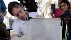 Bill Petrie, director of Miami-Dade County Mosquito Control, places his hand inside a box containing Wolbachia-infected male mosquitoes, in South Miami, Florida, Feb. 8, 2018.