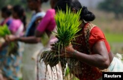A laborer ties a bundle of rice saplings as others plant them in another field in Karjat, India, March 1, 2016.