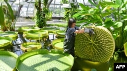Gardener Roswitha Domine stands in a pond of the greenhouse at Berlin's Botanical Garden to inspect a leaf of a Victoria water-lily on June 14, 2018.