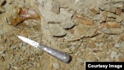 Bones of Peregocetus, still partly buried, including a rib, in Playa Media Luna, in Peru's desert-like Pisco Basin. (Photo: G. Bianucci/Royal Belgian Institute of Natural Sciences)