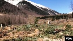 "ნენსკრა ჰესის" მშენებლობისთვის გაკაფული ტყე მემულში