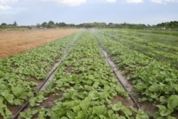 ចម្ការស្ពៃខ្មៅក្នុងស្រុកស្អាង ខេត្តកណ្តាល កាលពីថ្ងៃទី១៣ ខែមិថុនា ឆ្នាំ២០២១។ (កាន់ វិច្ឆិកា/វីអូអេ)