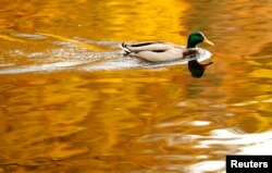A duck paddles on Loch Faskally, as autumn leaves are reflected in the water, in Pitlochry, Scotland October 29, 2014. (REUTERS/Russell Cheyne)
